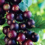 Ribes nigrum Josta