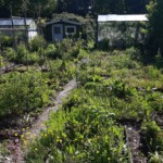 De tuin 211 (links) voordat ik er met de botte bijl een schone tuin van ging maken.